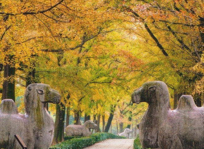 1697513700171299.jpg 明孝陵 (2).jpg